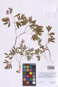 Corydalis solida (L.) Clairv., Eastern Europe, Moscow region (E4a) (Russia)