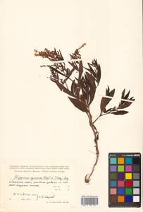 Koenigia ajanensis (Regel & Tiling) J.H.Xue, Chepinoga & K.P.Ma, Siberia, Russian Far East (S6) (Russia)