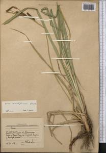 Carex acutiformis Ehrh., Middle Asia, Western Tian Shan & Karatau (M3) (Uzbekistan)