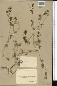 Ranunculus trichophyllus subsp. trichophyllus, Middle Asia, Northern & Central Kazakhstan (M10) (Kazakhstan)