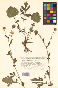 Geum aleppicum Jacq., Siberia, Russian Far East (S6) (Russia)