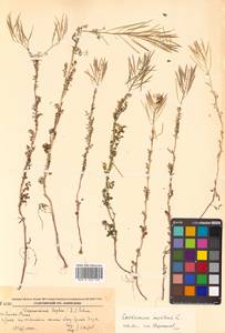 Cardamine impatiens L., Siberia, Russian Far East (S6) (Russia)