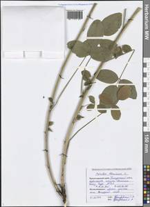 Bituminaria bituminosa (L.) C.H.Stirt., Caucasus, Black Sea Shore (from Novorossiysk to Adler) (K3) (Russia)
