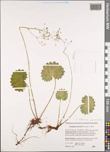 Micranthes nelsoniana subsp. aestivalis (Fisch. & C. A. Mey.) Elven & D. F. Murray, Siberia, Russian Far East (S6) (Russia)