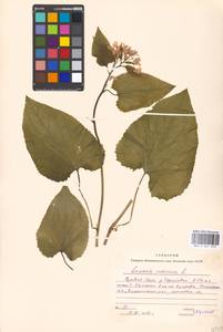 Lunaria rediviva L., Eastern Europe, Moscow region (E4a) (Russia)