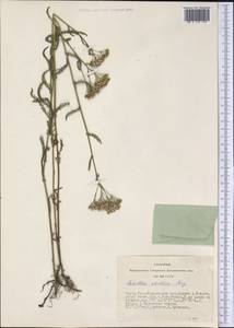 Achillea asiatica Serg., Siberia, Altai & Sayany Mountains (S2) (Russia)