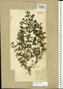 Galium mollugo L., Eastern Europe, North-Western region (E2) (Russia)