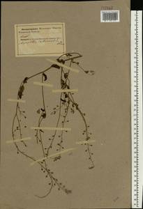 Myosotis alpestris F.W.Schmidt, Eastern Europe, Northern region (E1) (Russia)