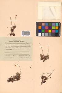 Saxifraga cherlerioides D. Don, Siberia, Russian Far East (S6) (Russia)