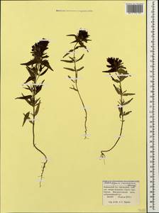 Melampyrum caucasicum Bunge, Caucasus, Krasnodar Krai & Adygea (K1a) (Russia)