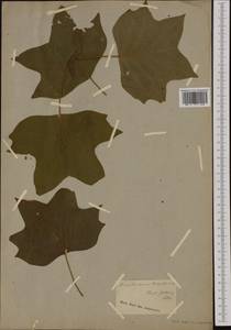 Liriodendron tulipifera L., Botanic gardens and arboreta (GARD) (Germany)