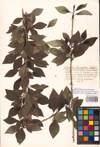 Populus ×moscoviensis Schröd., Eastern Europe, Moscow region (E4a) (Russia)