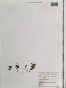 Draba macrocarpa Adams, Siberia, Central Siberia (S3) (Russia)