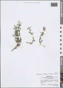 Herniaria incana Lam., Eastern Europe, Lower Volga region (E9) (Russia)