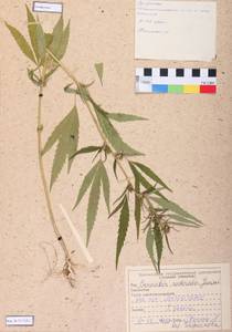 Cannabis sativa var. ruderalis (Janisch.) S. Z. Liou, Siberia, Central Siberia (S3) (Russia)