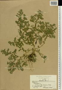 Amaranthus albus L., Eastern Europe, Central region (E4) (Russia)