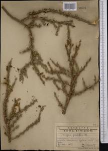 Caragana grandiflora (M.Bieb.)DC., Middle Asia, Northern & Central Tian Shan (M4) (Kazakhstan)