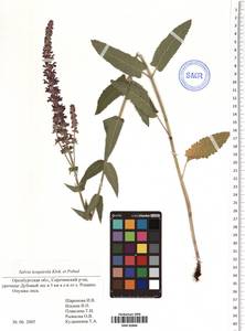Salvia nemorosa subsp. pseudosylvestris (Stapf) Bornm., Eastern Europe, Eastern region (E10) (Russia)