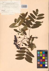 Sorbus aucuparia L., Eastern Europe, North-Western region (E2) (Russia)
