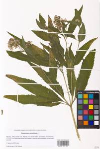 Eupatorium cannabinum L., Eastern Europe, Moscow region (E4a) (Russia)