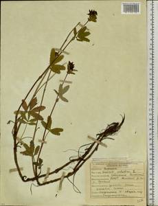 Comarum palustre L., Siberia, Yakutia (S5) (Russia)