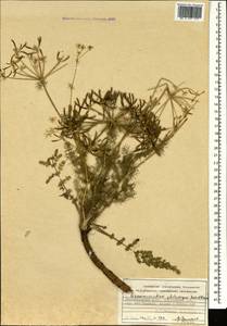 Caropodium platycarpum (Boiss. & Hausskn.) Schischk., Caucasus, Azerbaijan (K6) (Azerbaijan)