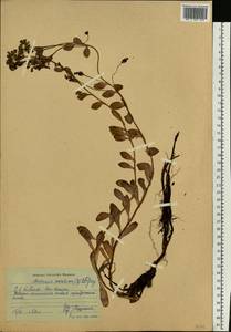 Mertensia maritima (L.) Gray, Eastern Europe, Northern region (E1) (Russia)
