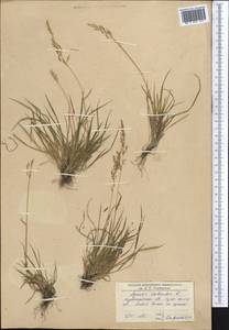 Agrostis stolonifera L., Middle Asia, Northern & Central Kazakhstan (M10) (Kazakhstan)