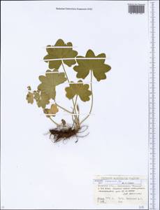 Alchemilla crassicaulis Juz., Eastern Europe, Eastern region (E10) (Russia)