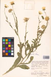 Calendula officinalis L., Eastern Europe, Lower Volga region (E9) (Russia)