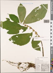Elatostema atropurpureum Gagnep., South Asia, South Asia (Asia outside ex-Soviet states and Mongolia) (ASIA) (Vietnam)