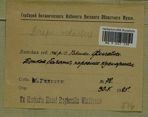 Drepanocladus, Bryophytes, Bryophytes - Permsky Krai, Udmurt Republic, Sverdlovsk & Kirov Oblasts (B8) (Russia)