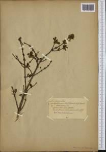 Lonicera caerulea L., Western Europe (EUR) (Not classified)