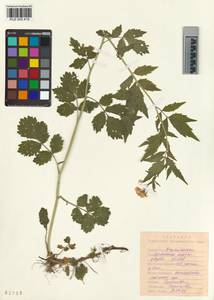 KUZ 005 419, Cardamine macrophylla Willd., Siberia, Altai & Sayany Mountains (S2) (Russia)