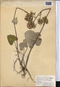Vickifunkia thomsonii (C. B. Clarke) C. Ren, L. Wang, I. D. Illar. & Q. E. Yang, Middle Asia, Pamir & Pamiro-Alai (M2) (Kyrgyzstan)