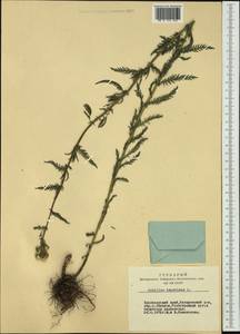 Achillea impatiens L., Siberia, Altai & Sayany Mountains (S2) (Russia)