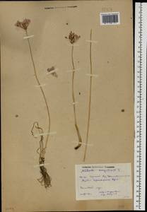 Allium angulosum L., Eastern Europe, Rostov Oblast (E12a) (Russia)
