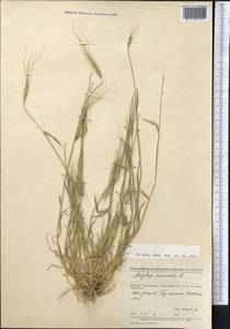 Aegilops triuncialis L., Middle Asia, Pamir & Pamiro-Alai (M2) (Tajikistan)