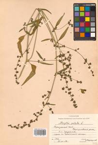 Atriplex patula L., Siberia, Russian Far East (S6) (Russia)