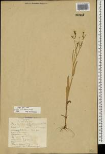 Crepis tectorum L., Eastern Europe, Northern region (E1) (Russia)