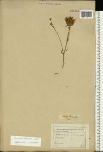 Centaurea adpressa Ledeb., Eastern Europe, South Ukrainian region (E12) (Ukraine)