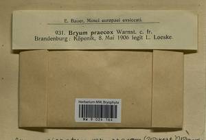Ptychostomum lonchocaulon (Müll. Hal.) J.R. Spence, Bryophytes, Bryophytes - Western Europe (BEu) (Germany)