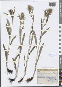 Omalotheca norvegica (Gunnerus) Sch. Bip. & F. W. Schultz, Eastern Europe, Northern region (E1) (Russia)