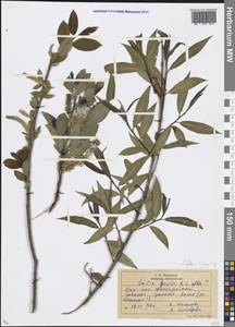 Salix × rubens Schrank, Eastern Europe, Moscow region (E4a) (Russia)