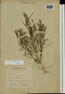 Corispermum hyssopifolium L., Eastern Europe, Eastern region (E10) (Russia)