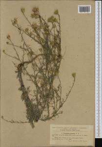 Centaurea arenaria M. Bieb. ex Willd., Western Europe (EUR) (Romania)
