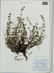 Helianthemum ovatum (Viv.) Dunal, Crimea (KRYM) (Russia)