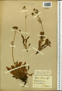 Patrinia sibirica (L.) Juss., Siberia, Baikal & Transbaikal region (S4) (Russia)