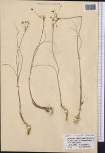 Allium margaritae B.Fedtsch., Middle Asia, Northern & Central Tian Shan (M4) (Kyrgyzstan)