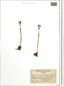 Crocus reticulatus Steven ex Adams, Caucasus, Stavropol Krai, Karachay-Cherkessia & Kabardino-Balkaria (K1b) (Russia)